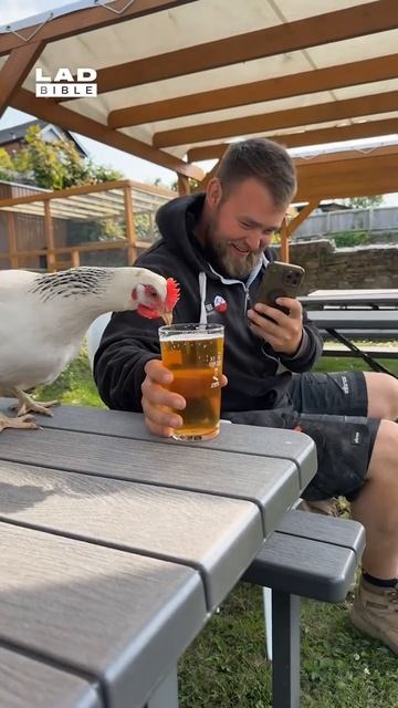 Пьющая курица - горе в семье!