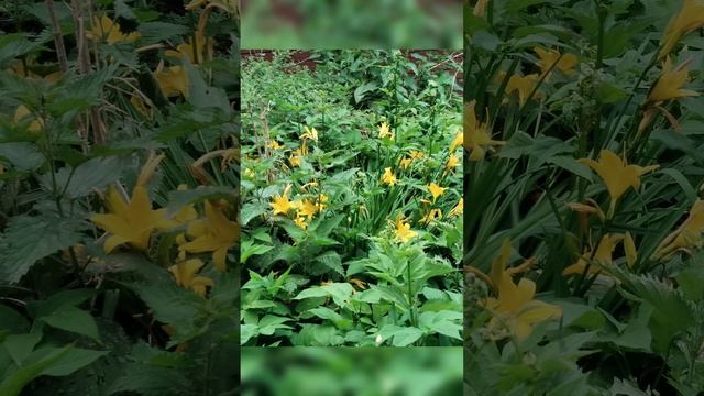это цветы и котики которых больше нет