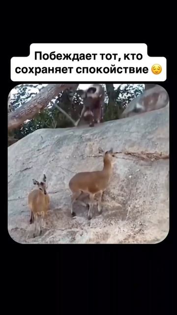 Охота явно не удалась 😁 #shorts