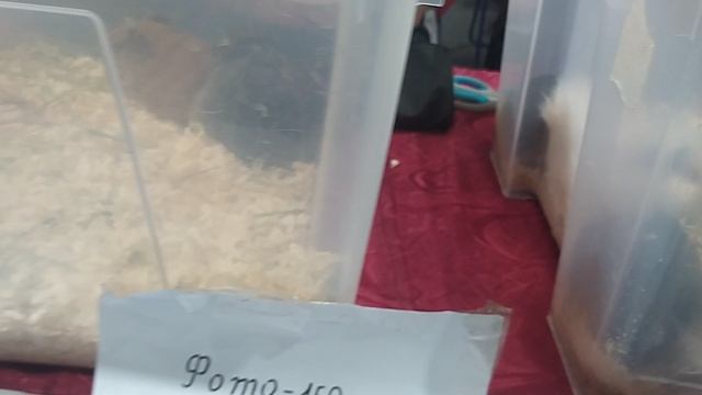 животный выставки красота аквариумные рыбки обзоры .зооэкспо кошки собаки