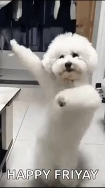 собачка танцует