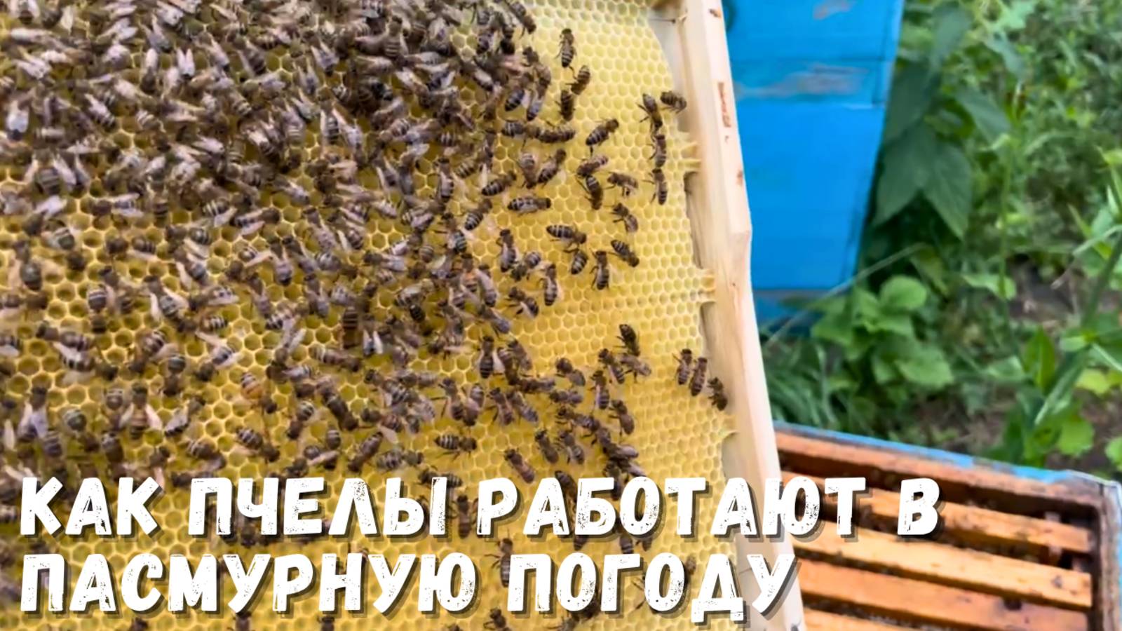 Обзор пасеки: как пчелы работают в пасмурную погоду!