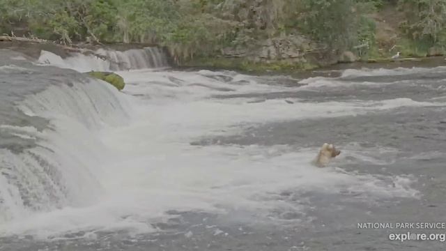 Мама пошла еще ловить- медвежонок сразу на дерево
