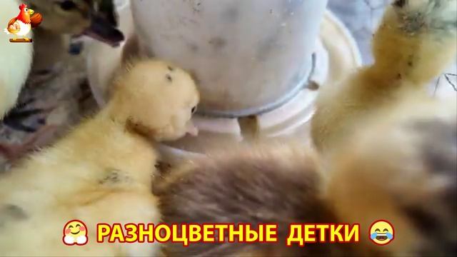 Цыплята и утята милые пушистики растут на радость хозяину (43)