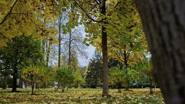 В голове остаётся только один вопрос - как такое возможно - Lamentos(XX) -- opo -- Estudios Indigeni