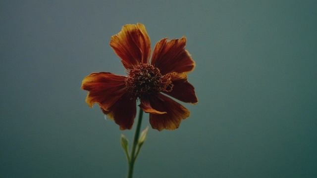 Облигатные мигранты кто не может жить без путешествий