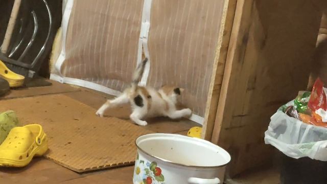 мем кошка