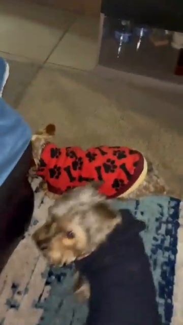 Посмотри это кто там?/Look who's there?❤️✌️ #animals#yorkshire #топ