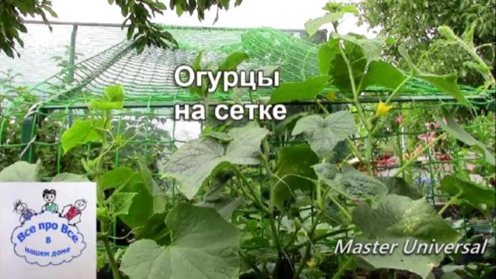 Огурцы на сетке. Конструкция, принцип выращивания. Эксперимент.