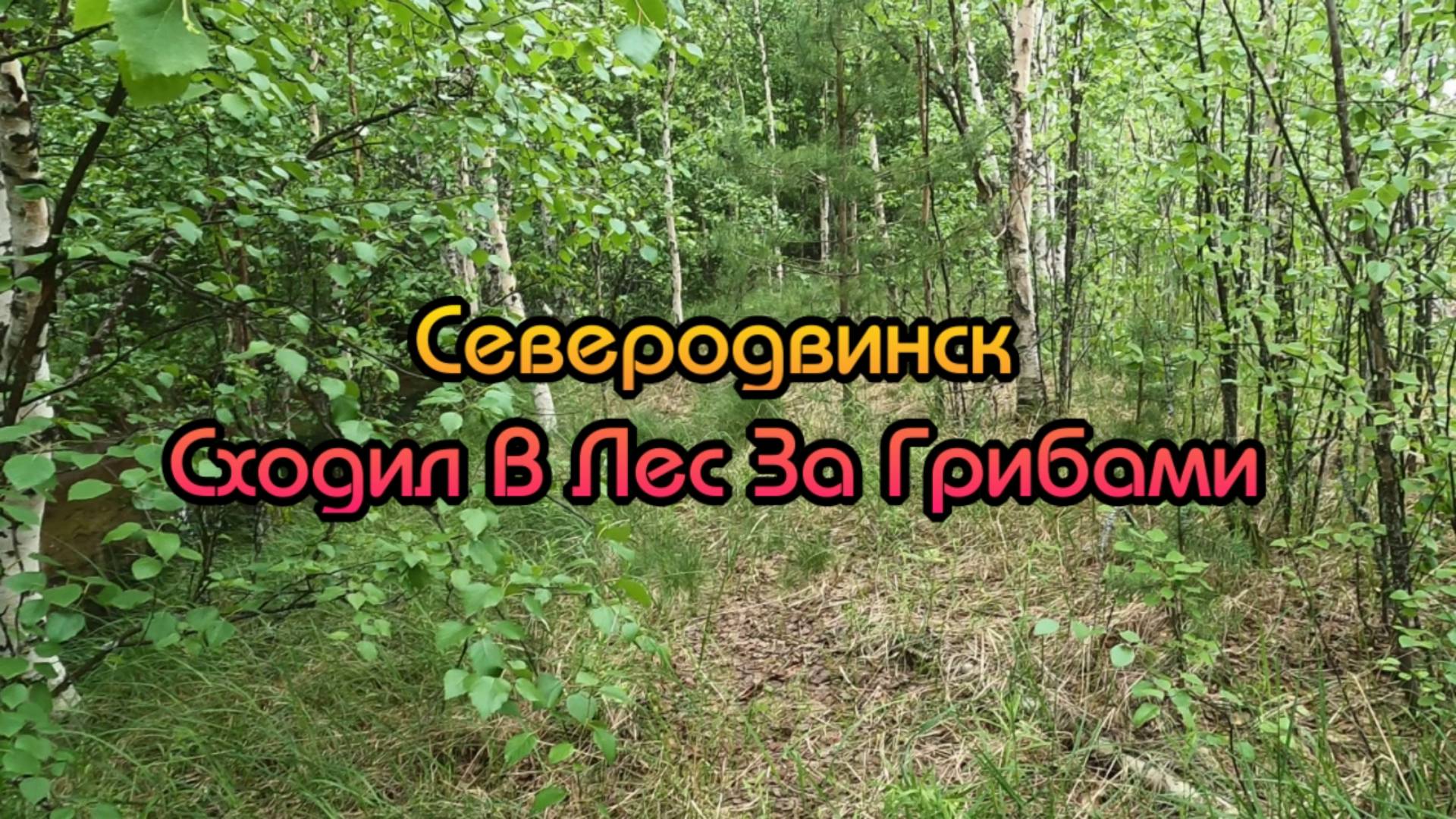 Северодвинск | Сходил В Лес За Грибами (2025)