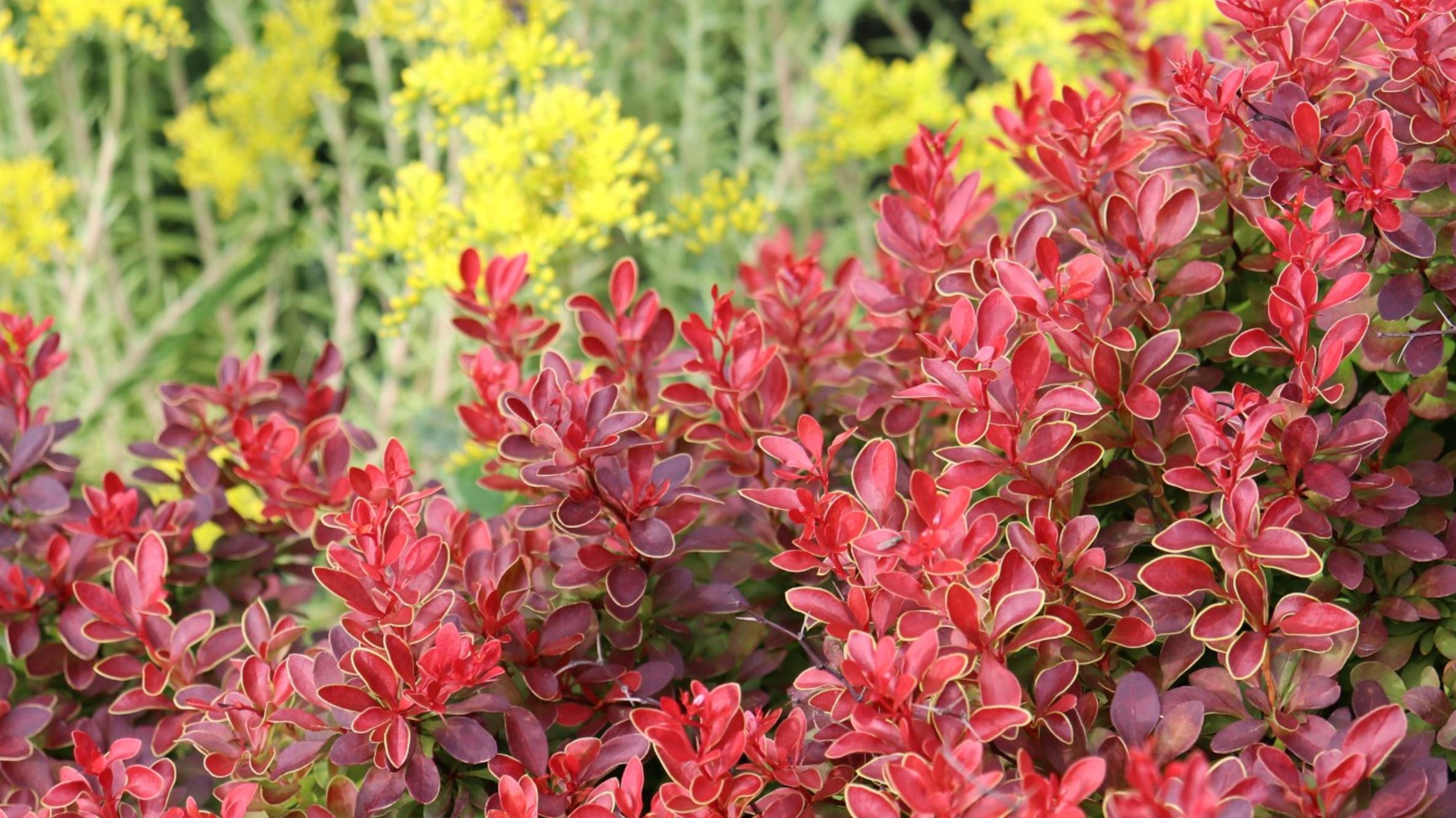 Мой участок. Что у нас тут 21 июня?