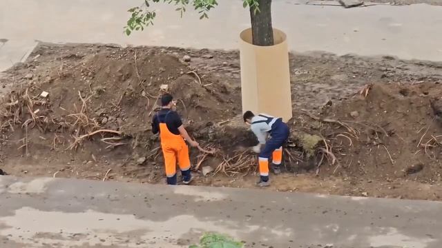‼️В Восточном Дегунино произошло благоустройство — у деревьев рабочие обрубили корни‼️