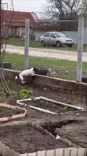 Пёсик и дача