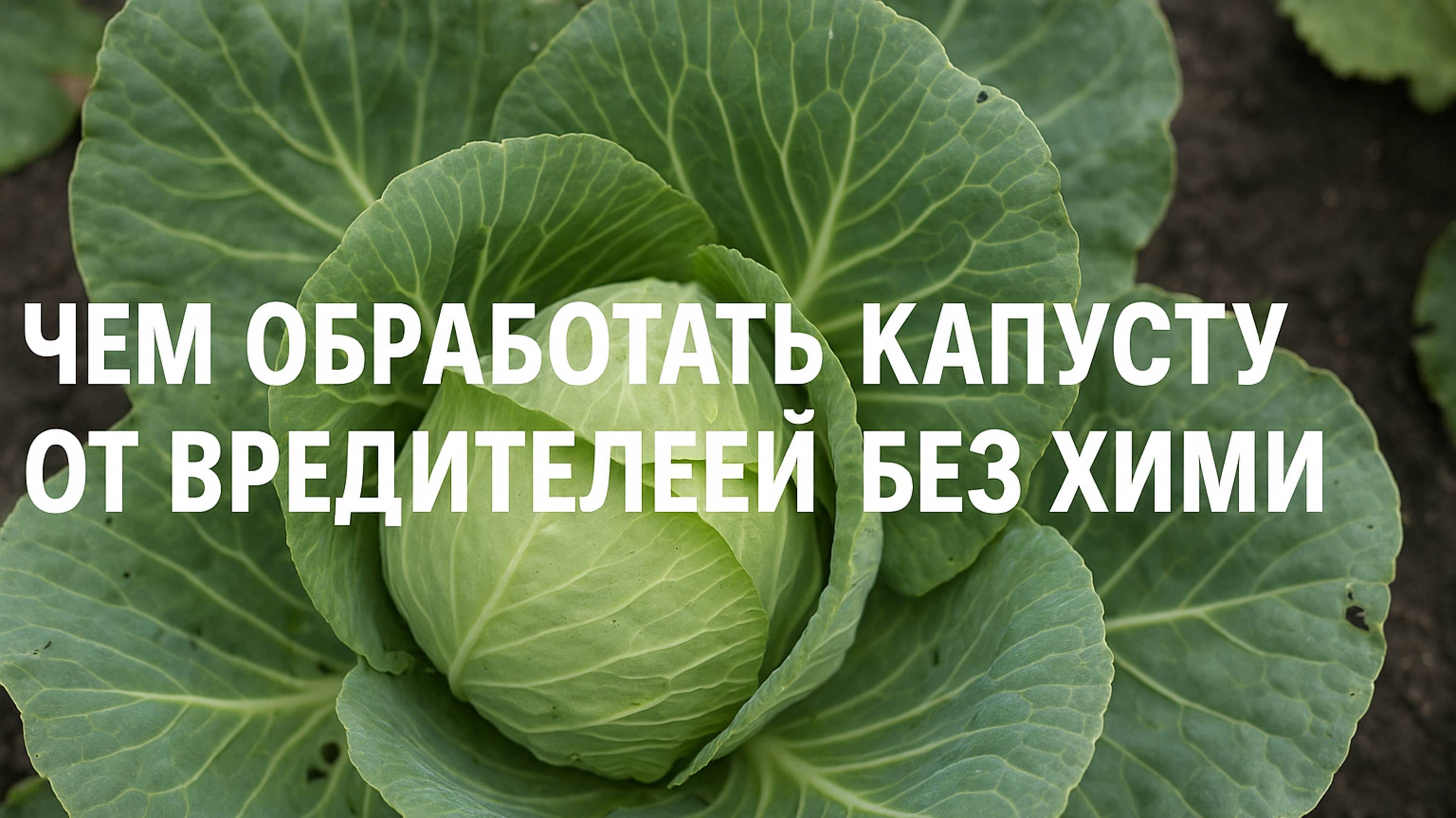 Чем обработать капусту от вредителей без химии