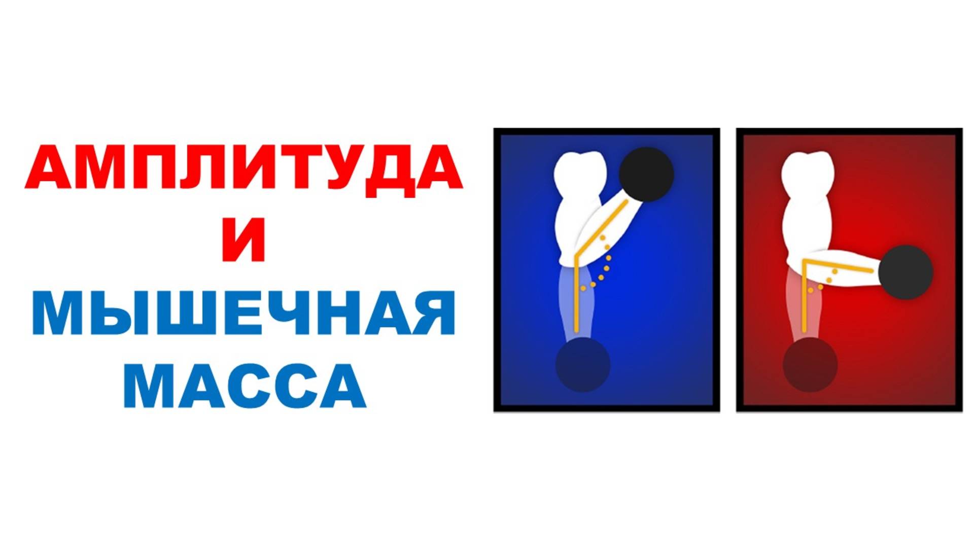 Амплитуда и рост мышечной массы. Научный эксперимент