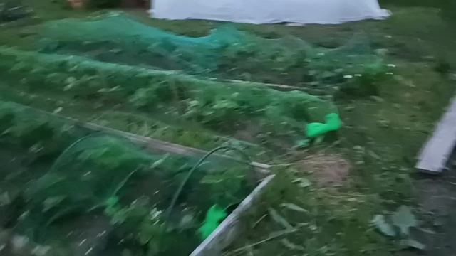 Жарили шашлычок.