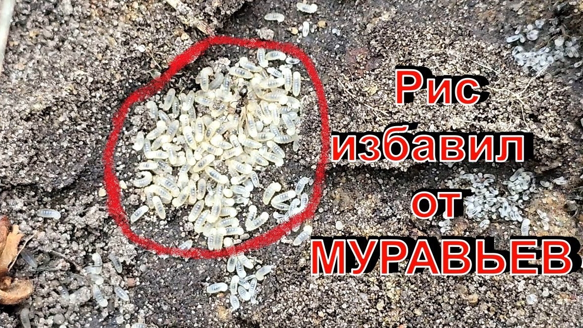 Муравьев 🐜больше нет 👤! РИС помог от садовых вредителей