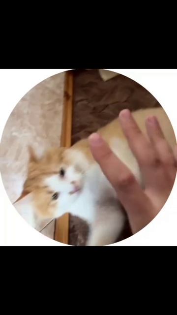scene_output.mp4