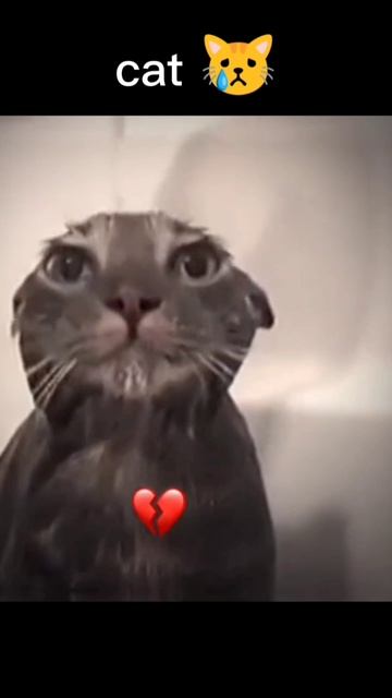 cat 😺