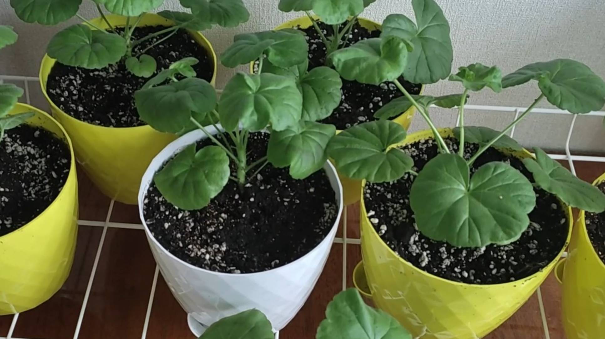 Пересадка пеларгоний и немного о мимозе Стыдливой