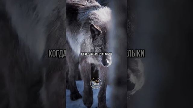 1000031075.mp4