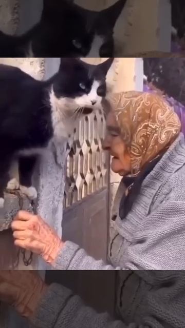 Бабулечка и котик - два одиночества 🐈❤️❤️❤️