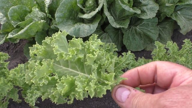 Капуста Кале Зеленая и Листовая Скарлет