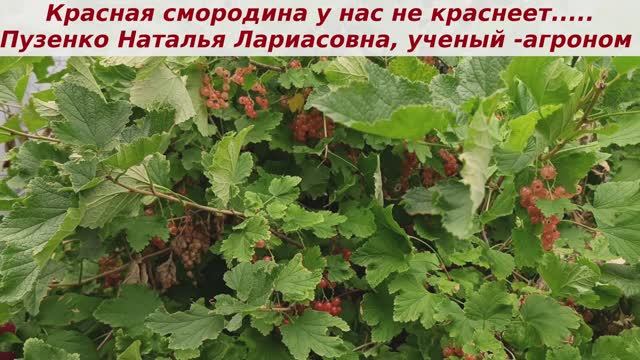 Красная смородина- не болеет, не  капризна. Подвзали ее и она растет и плодоносит ежегодно.