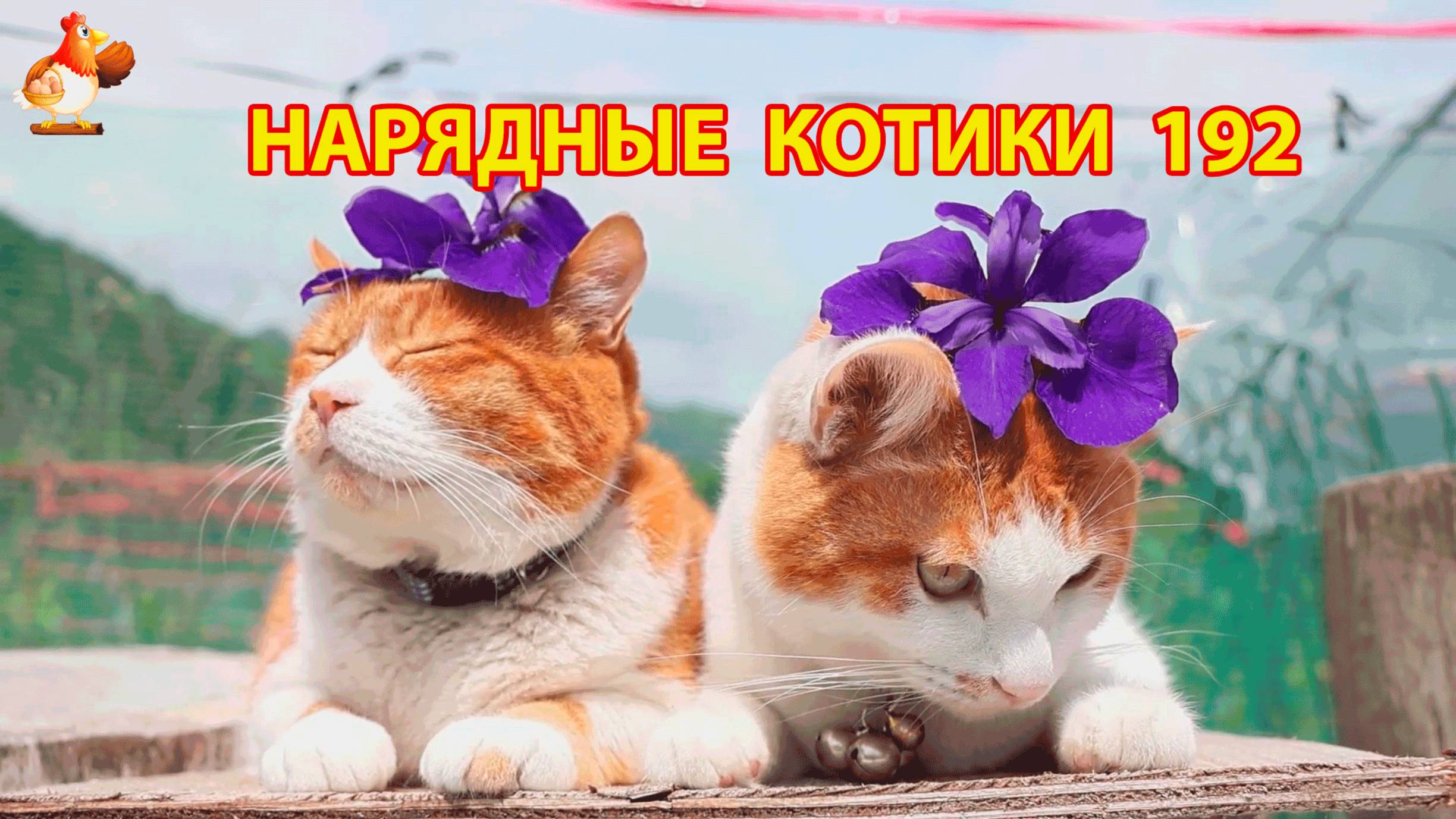 Нарядные Котики расслабляются на солнышке 🌞 🐈🐈🐈 (192)