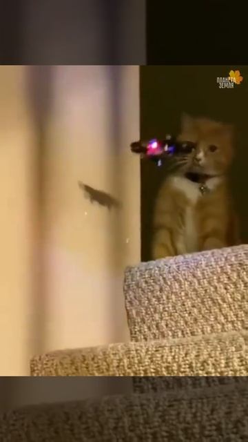 Разлеталась тут 😹