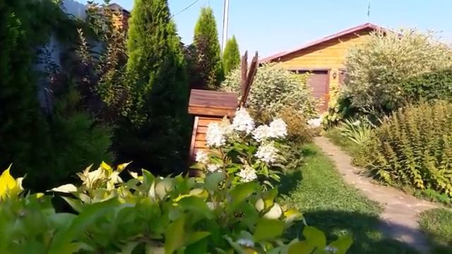Мои летние цветы часть (2)