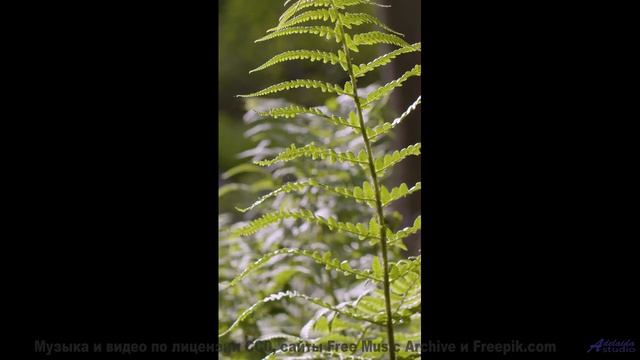 Пейзажи расцветают ярче, когда включается этот трек - A Dream that Came True -- Ketsa -- Growth