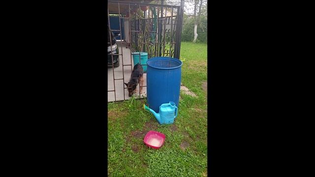 Собака. Кот. Том и Кос