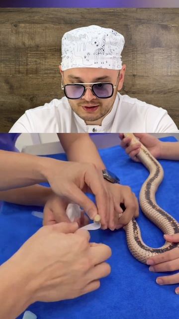 Подготовка змеи к операции 🐍