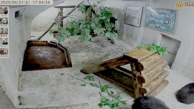 Видео от 21.06.2025. Деиская комната у медвежат прибрана очень красиво- чтобы не скучали