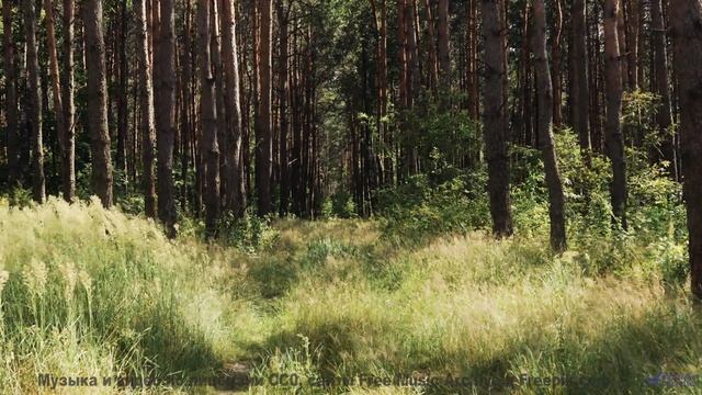 Красота Земли раскрывается в этом клипе - Aced-It -- Ketsa -- Dimensions