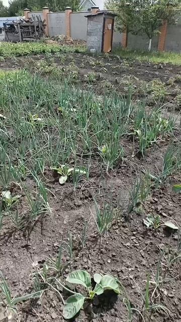 жизнь проходит в огороде