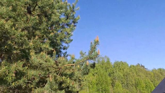 ✅✅✅ Первый огурчик в парнике. Чем мы опрыскиваем наш чеснок?