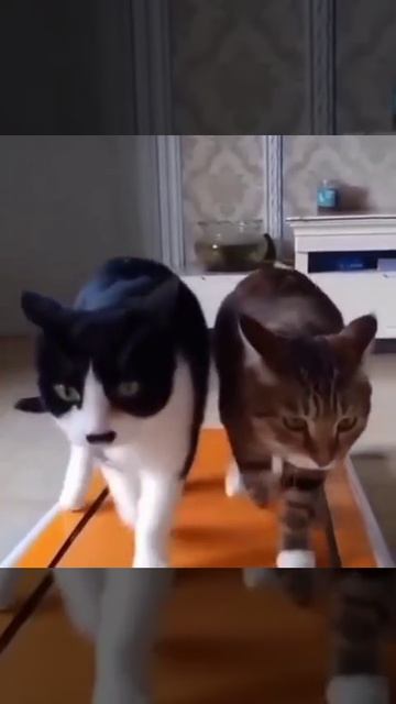 Даже котики занимаются спортом