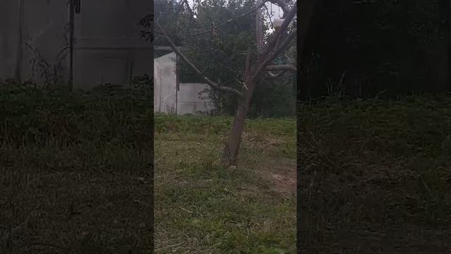 птици на летней кормушке онлайн!