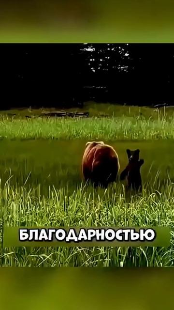 Очень захватывающая история про благодарность медведей