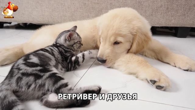 Золотистый ретривер и его друзья милые питомцы 🐕 выпуск (117)