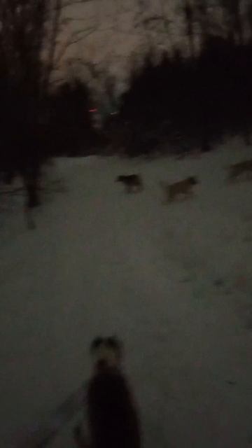 Щенки присуют амстаффа Трейси
