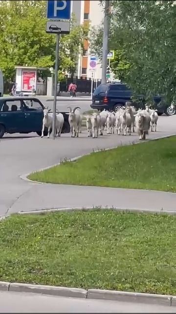 🐐Бутовские козы снова вышли на прогулку🐐