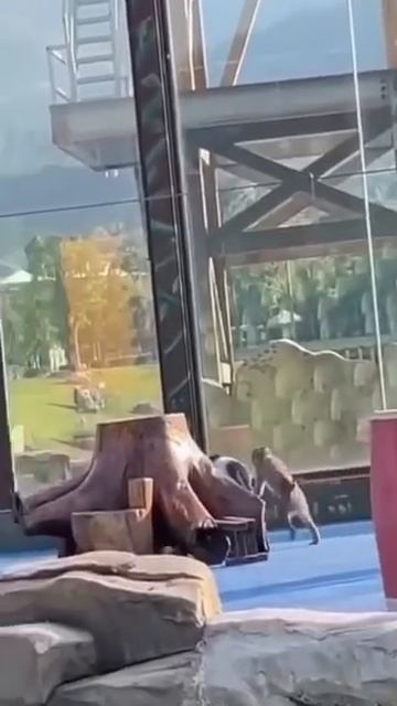 Тимон и Пумба 😂