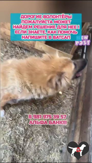 Альфа девочка инвалид, которая нуждается в особенном уходе помогите пожалуйста
