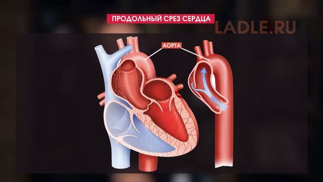 Кровеносные сосуды человека. Виды кровотечений. Биология 8 класс. Анатомия. Кровеносная система ЕГЭ