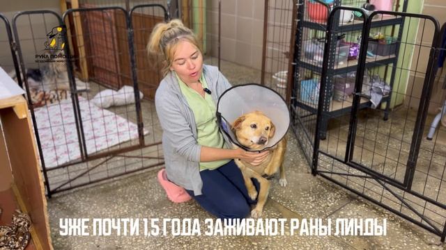 Делимся новостями от Энзо, Таити, Линды и Афродиты! Поддержать⬇️