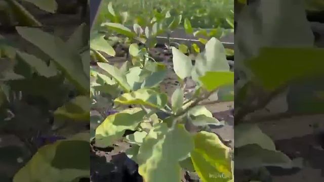 1000019419.mp4