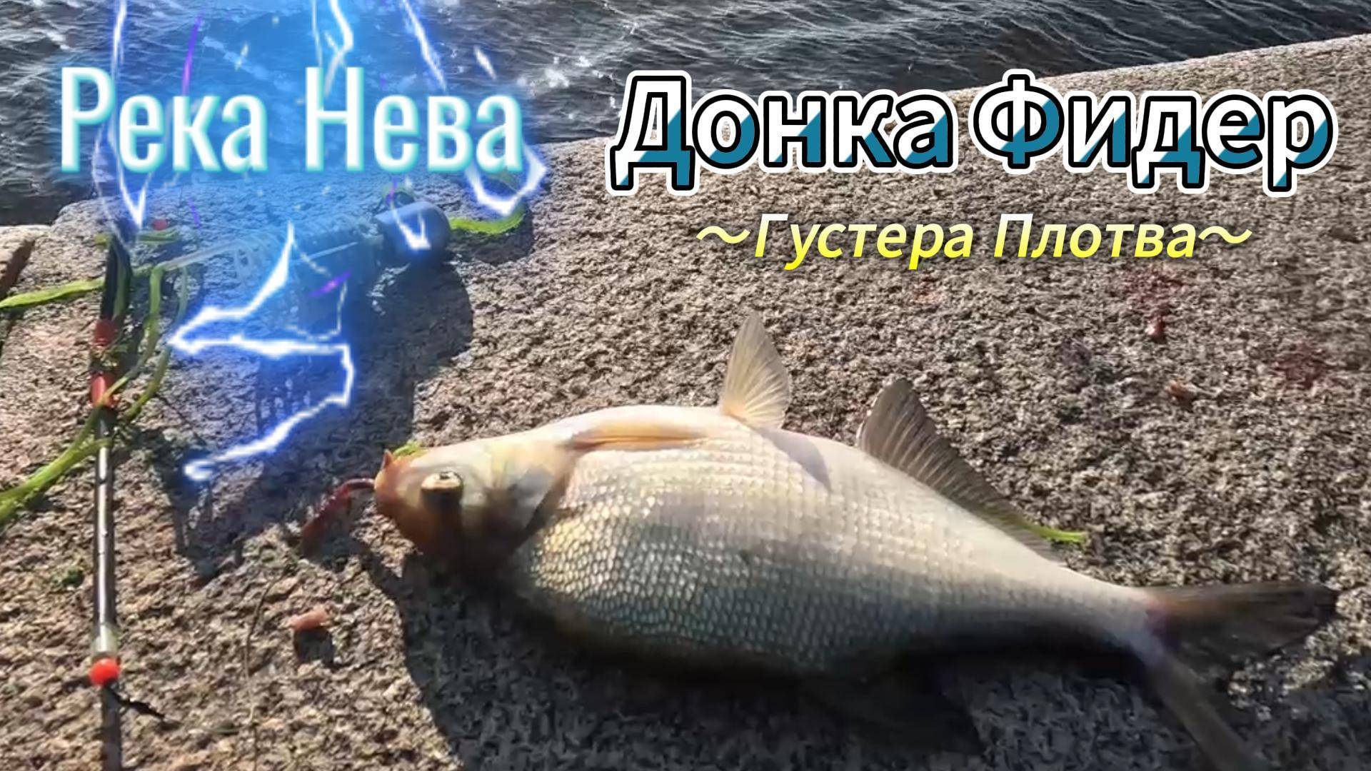 ГУСТЕРА ПЛОТВА ОКУНЬ ДОНКА ФИДЕР ВЕЧЕР РЫБАЛКА РЕКА НЕВА ОБЗОР 2 ЧАСТИ
